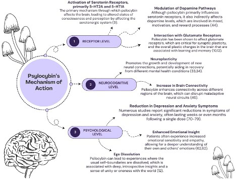 Вплив psilocybin на настрій