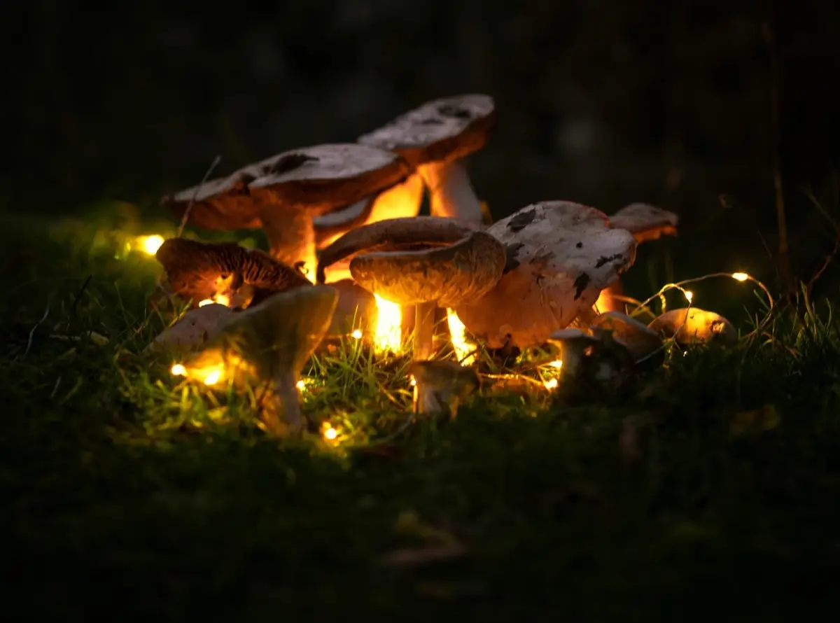 Psilocybin Dosage Guidelines for Magic Truffles