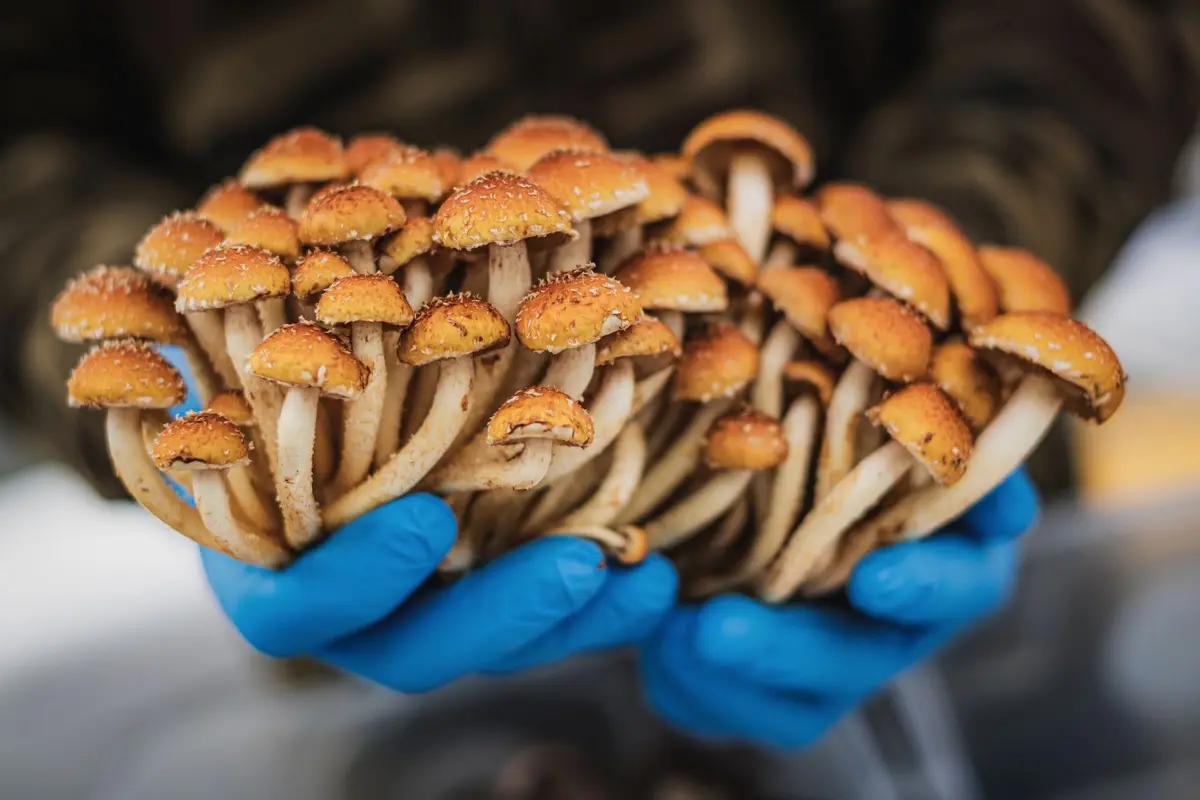 EMA and European psilocybin medicine pathways
