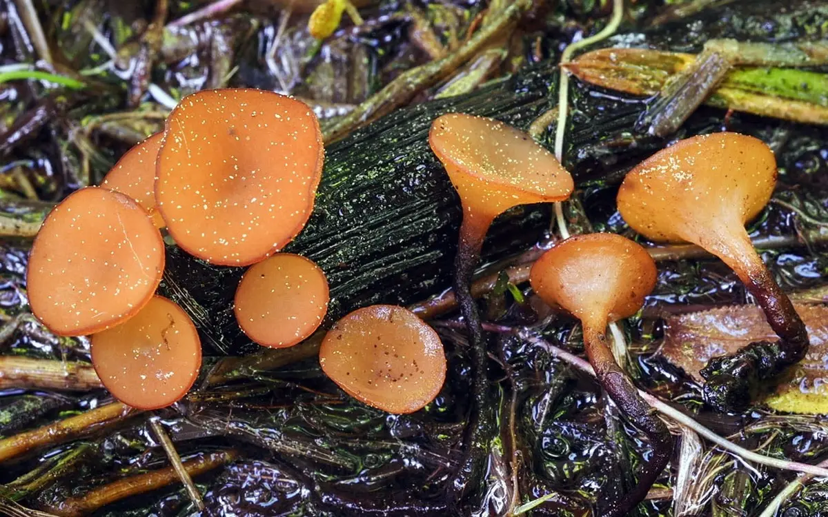 Environmental conditions for sclerotia formation: temperature, humidity, substrate