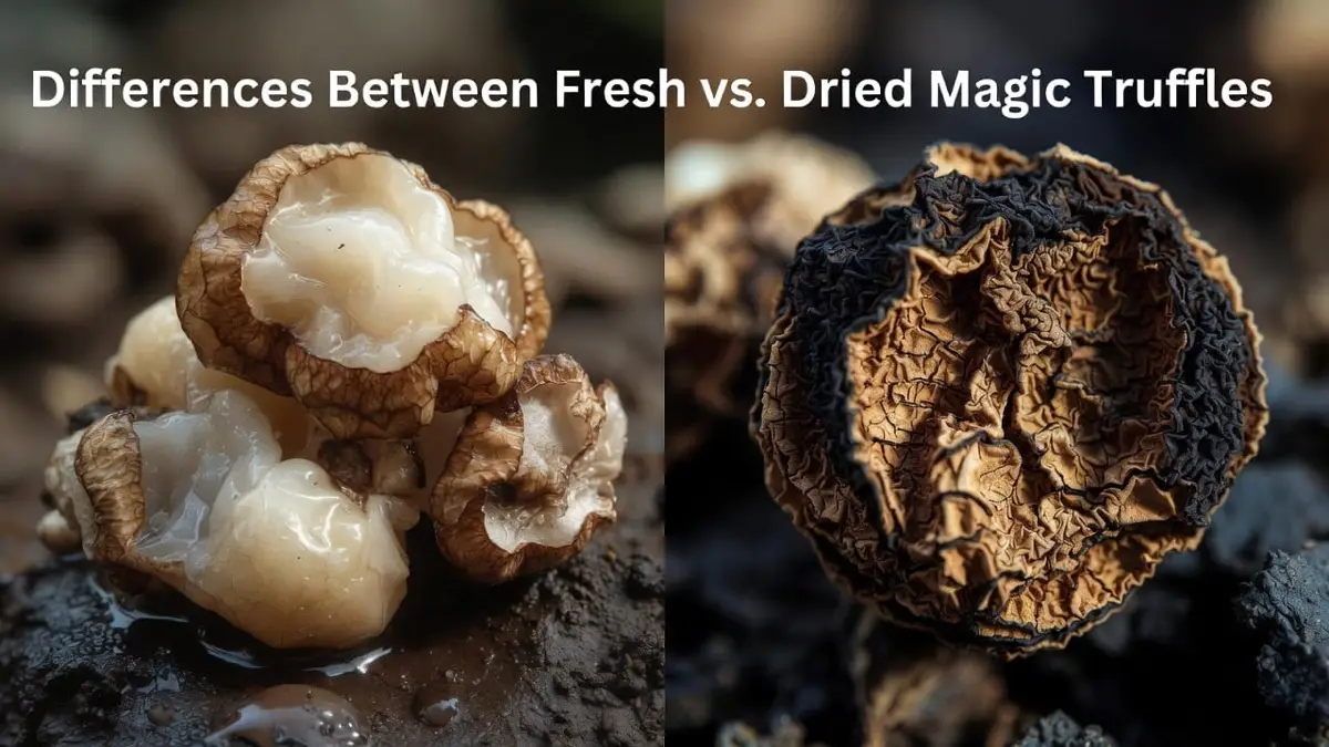 Fresh vs dried magic truffles: potency, weight, and storage science
