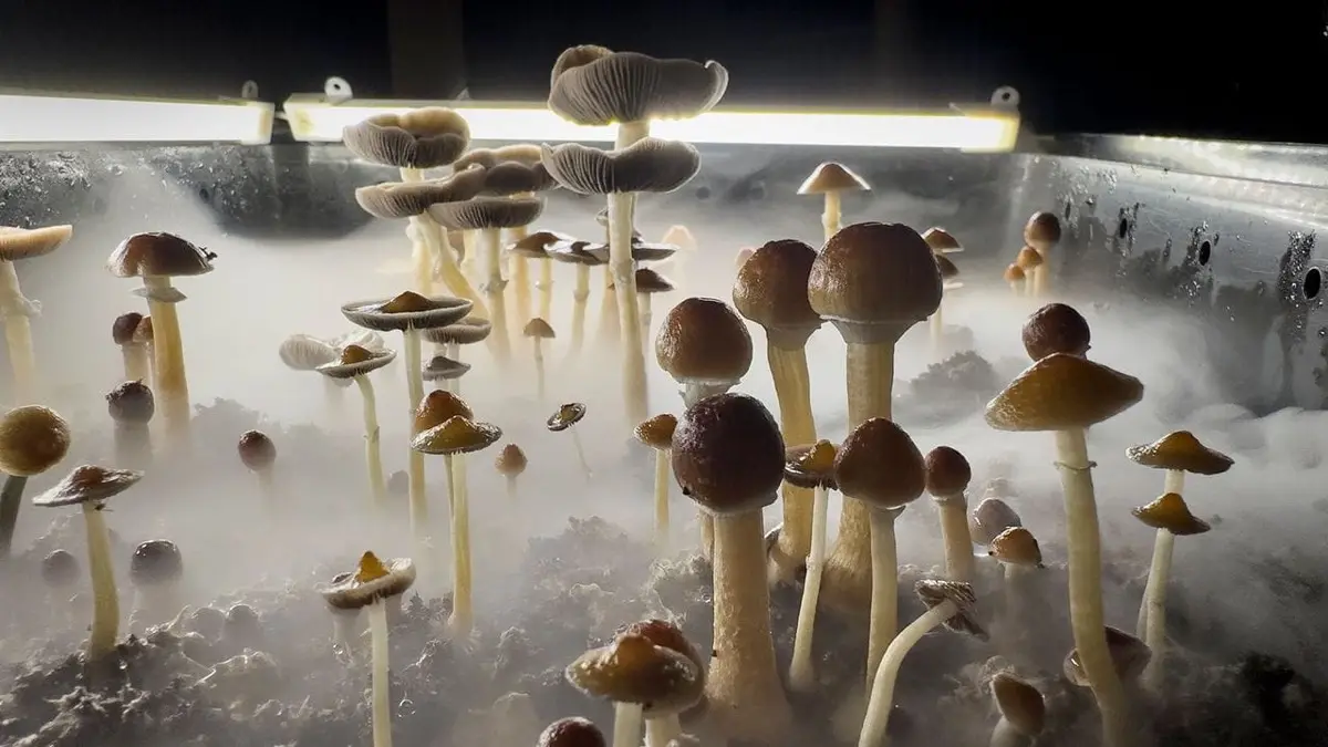 Identifying psilocybin mushrooms in the wild: safety warnings and legal risks