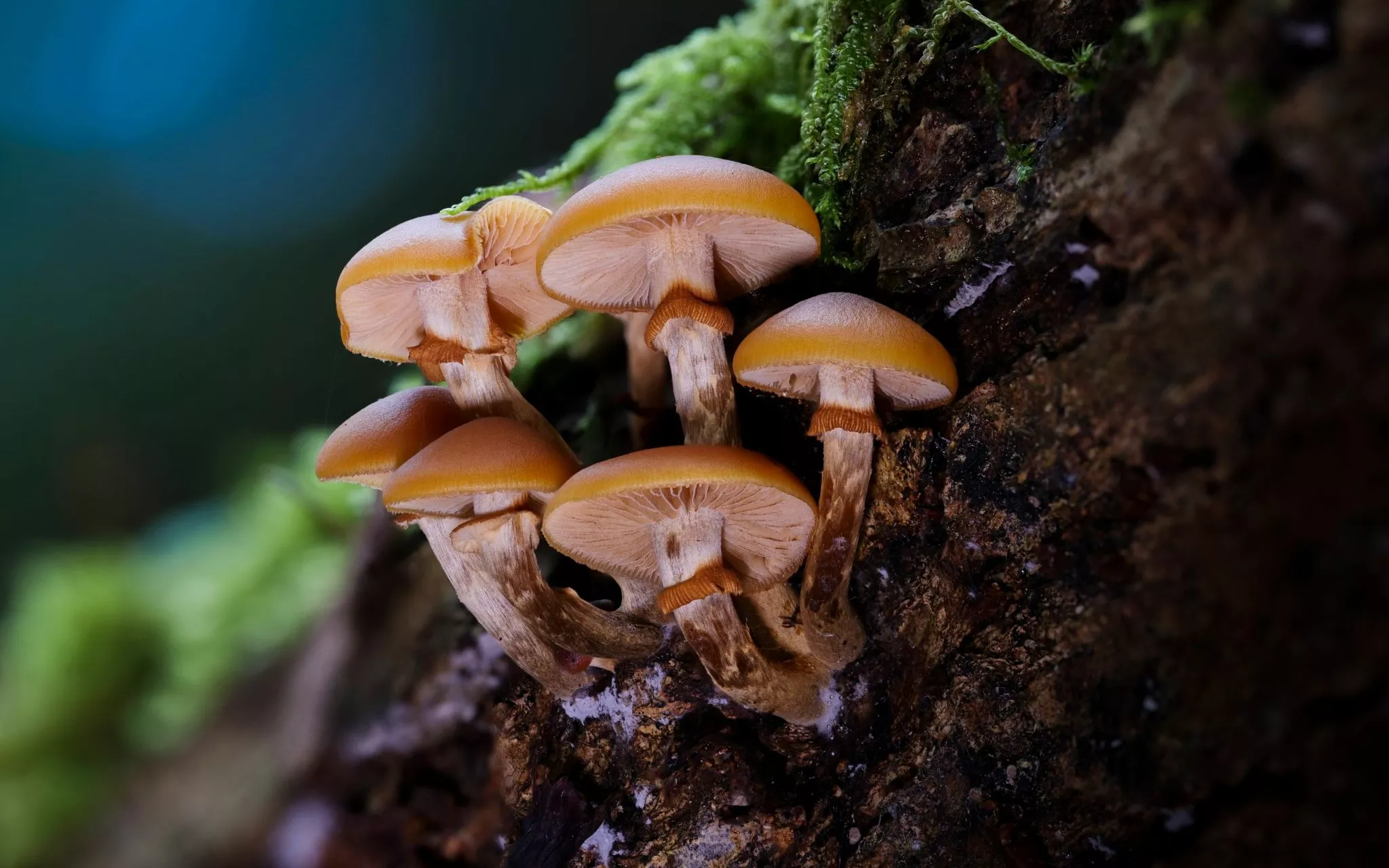 Lookalike mushrooms and poisoning risk: why foraging is dangerous